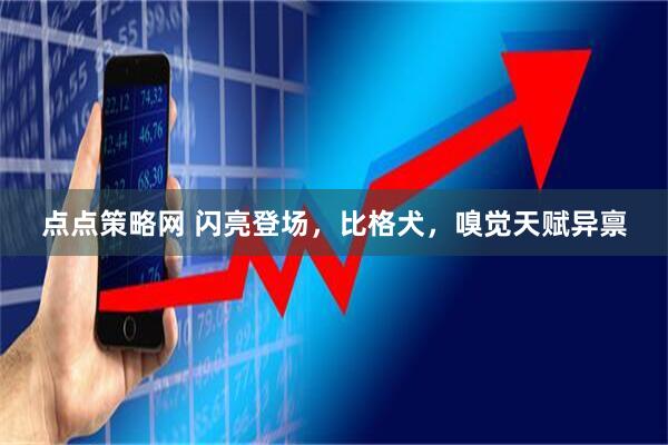 点点策略网 闪亮登场，比格犬，嗅觉天赋异禀