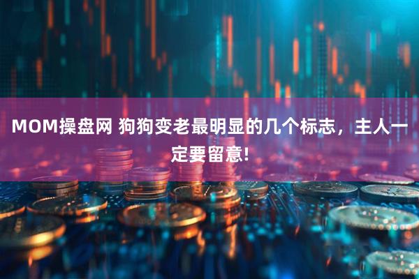 MOM操盘网 狗狗变老最明显的几个标志,主人一定要留意!